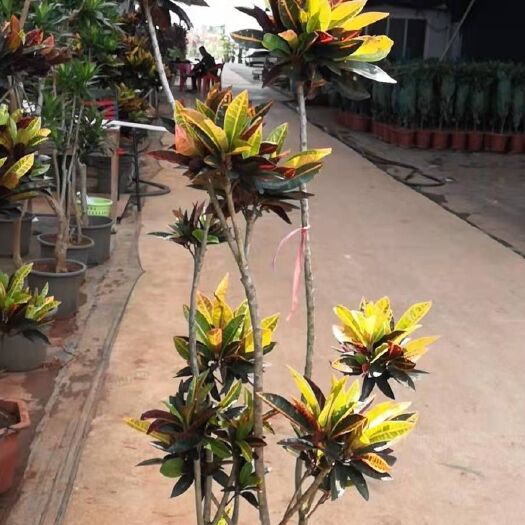 广州 彩霞变叶木，网红植物，造型变叶木