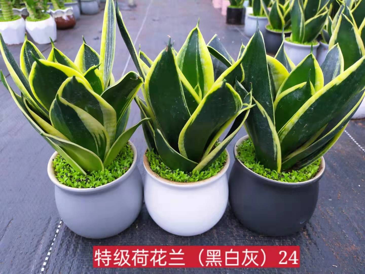 龙舌兰 荷花兰小森林混装