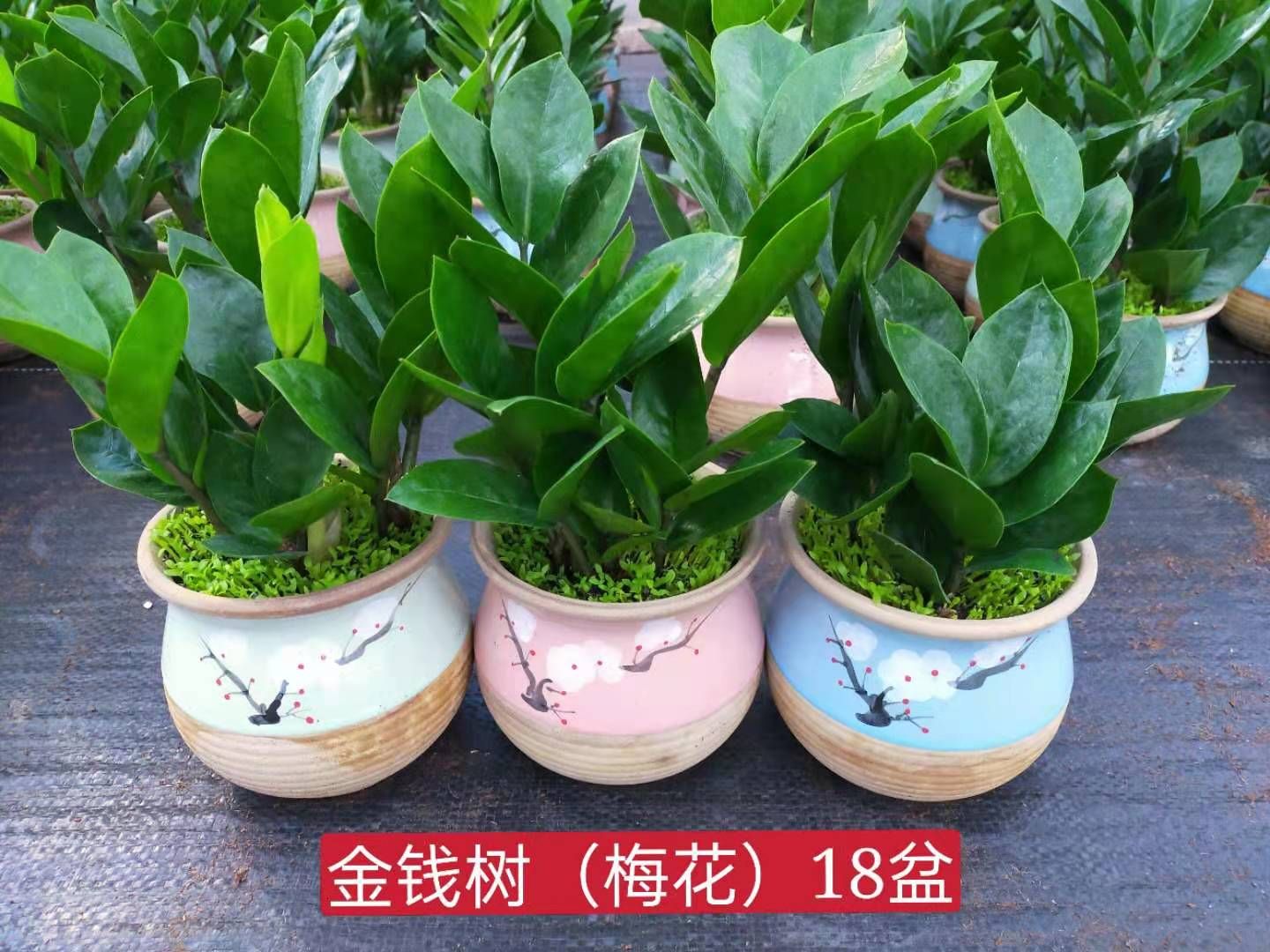 金钱树盆栽 金钱树小森林混装