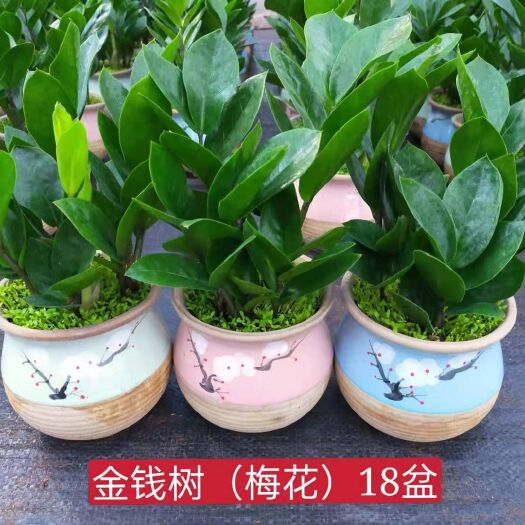 广州金钱树盆栽 金钱树小森林混装
