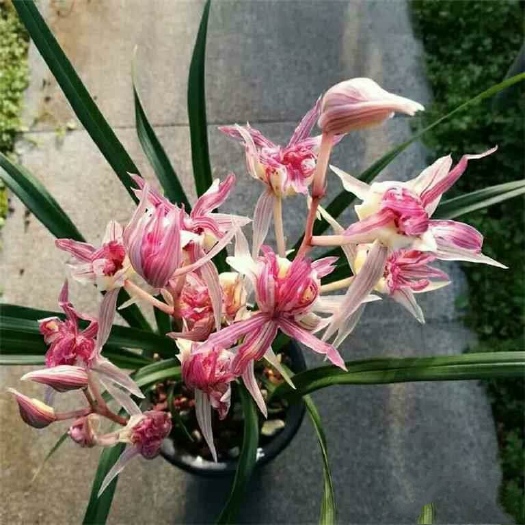 南靖县 寒兰红凤奇花