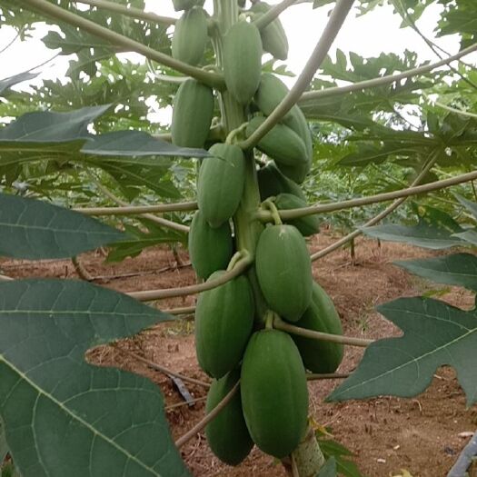 惠州光皮木瓜 青木瓜