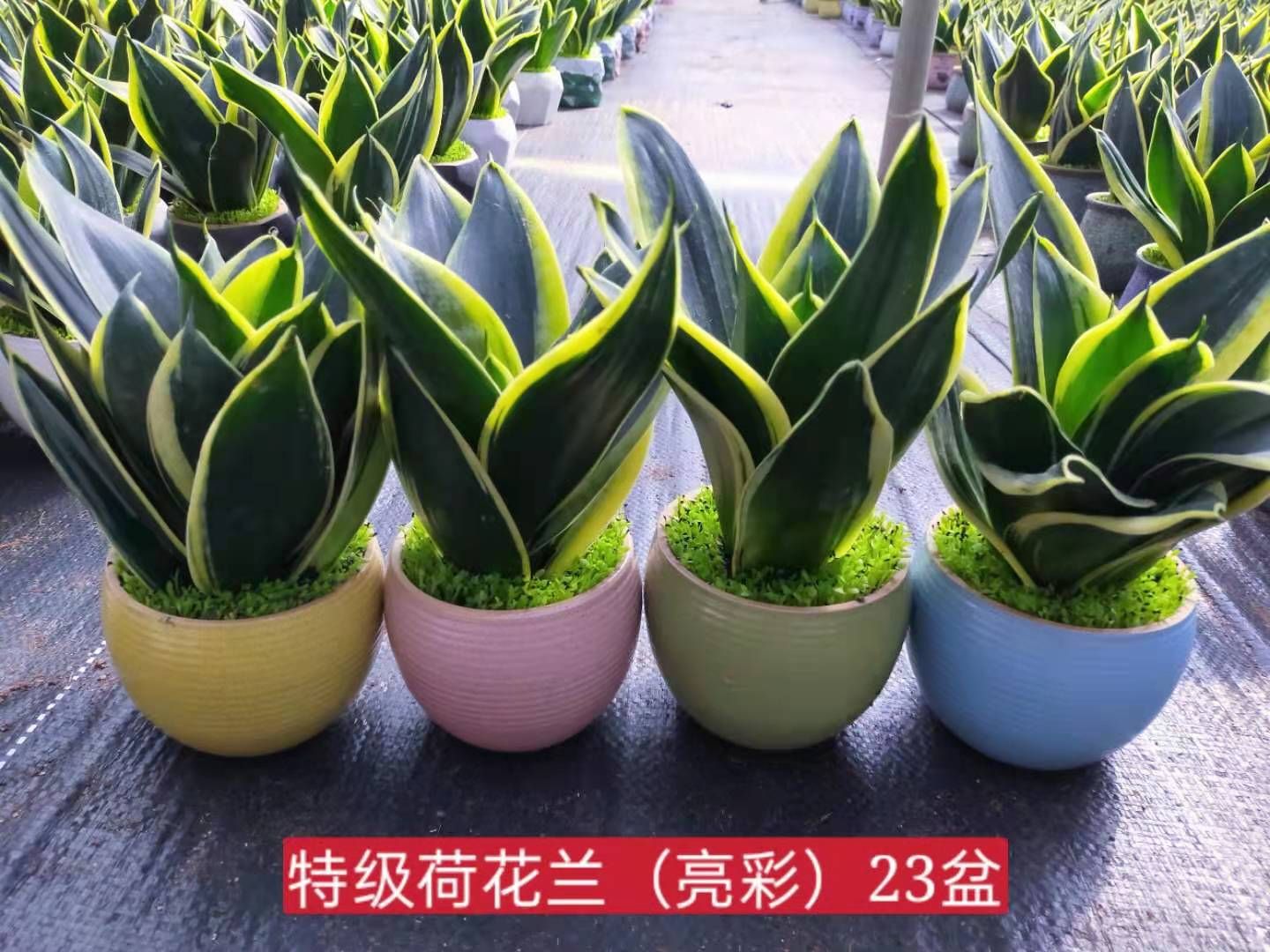 龙舌兰 荷花兰小森林混装