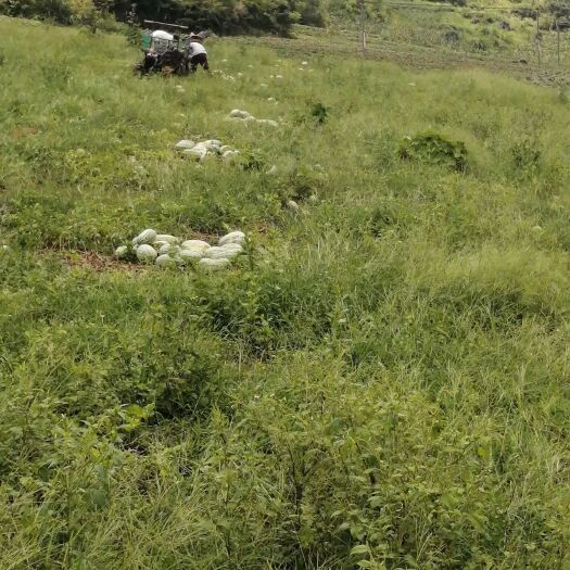阳山县 产地直销，本地西瓜，大量出货