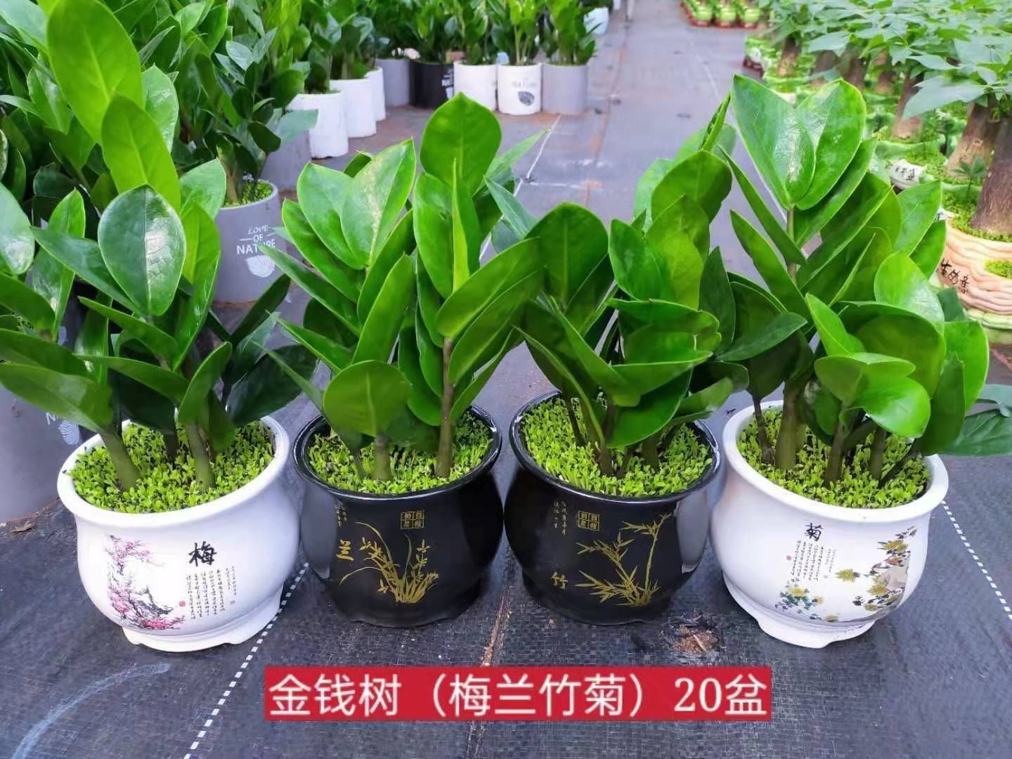 金钱树盆栽 金钱树小森林混装