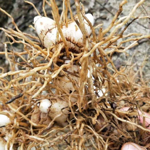 石棉县大量出售紫花三叉小白及鲜货    基地直销