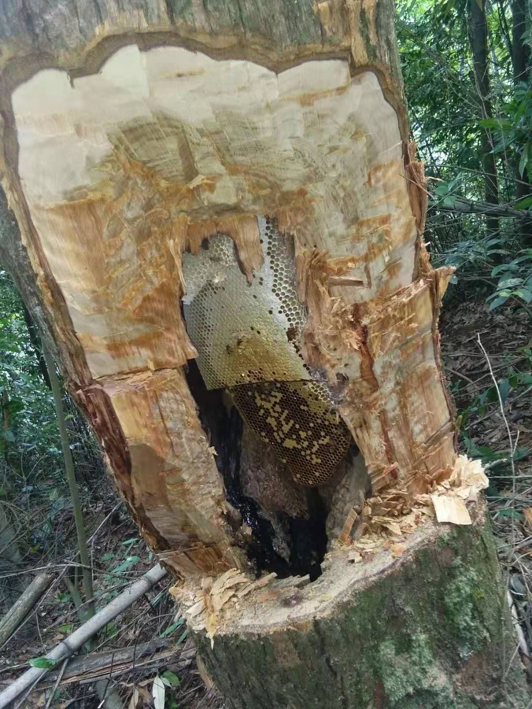  土蜂蜜，深山土蜂蜜，一年只割一次