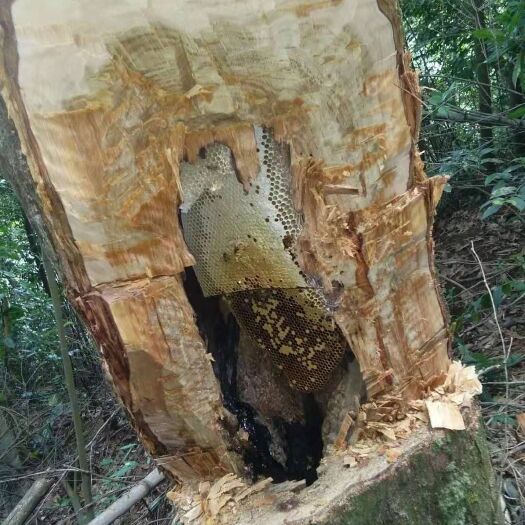 赣州 土蜂蜜，深山土蜂蜜，一年只割一次