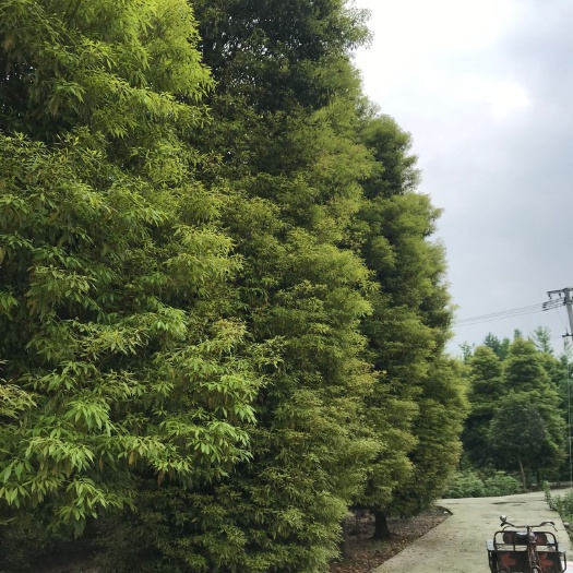 成都 小叶桢楠