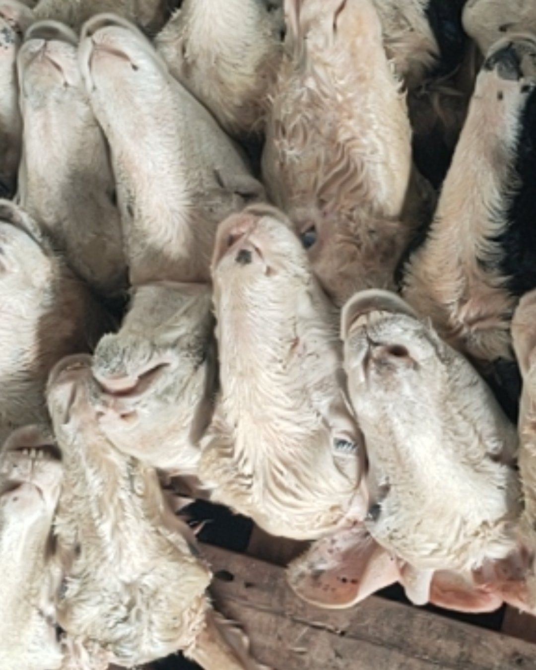 一手货源，大量批发内蒙羊头