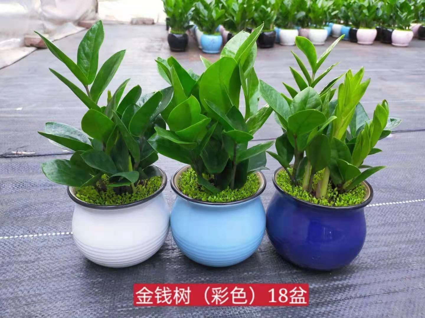 金钱树盆栽 金钱树小森林混装