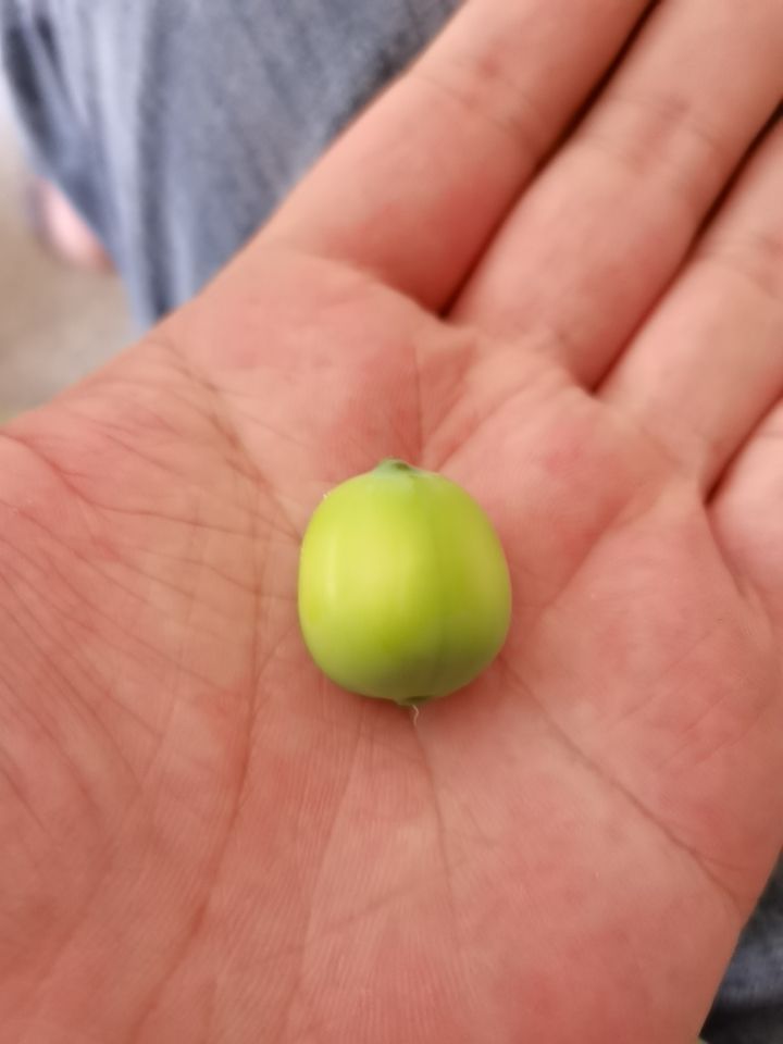 新鲜莲蓬
