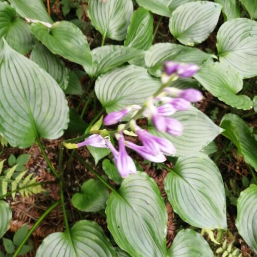 丰都玉簪花 