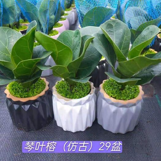 广州琴叶榕盆栽 琴叶榕小森林混装带盆批发