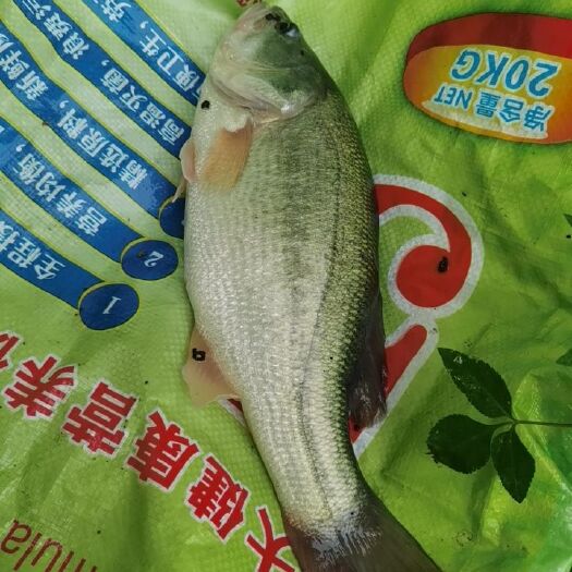平南县加州鲈鱼 鲈鱼