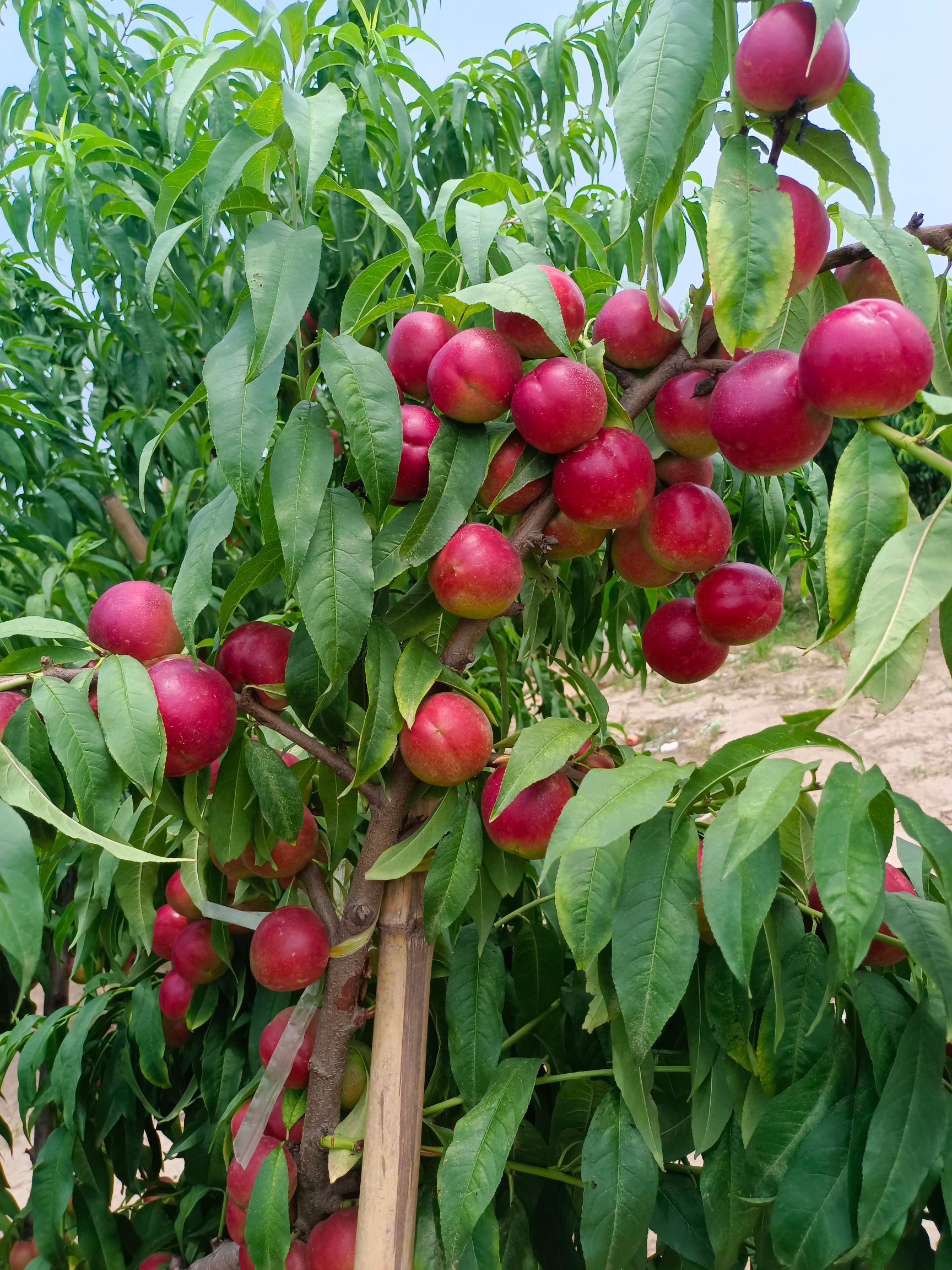 珍珠枣油桃批发 珍珠枣油桃基地