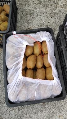 米良1号猕猴桃  75克起步往上不封顶