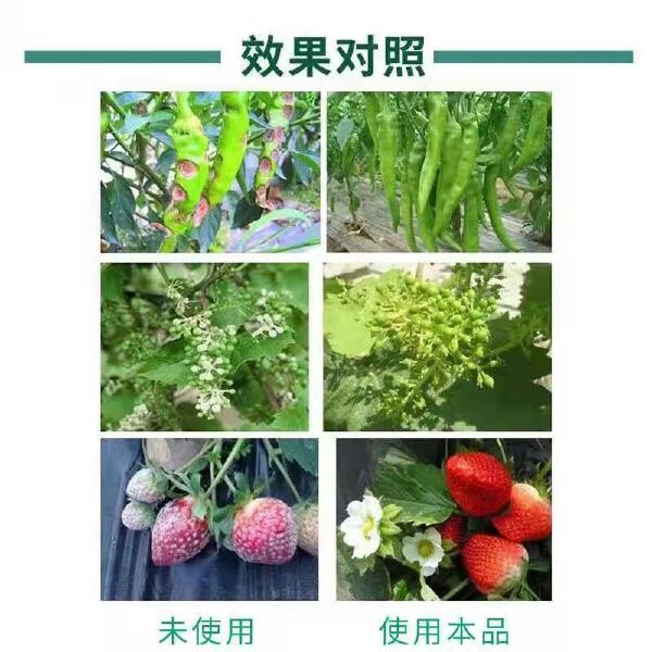 地衣芽孢杆菌，溶菌治病，抢位预防，钝化病毒，抵制病害！