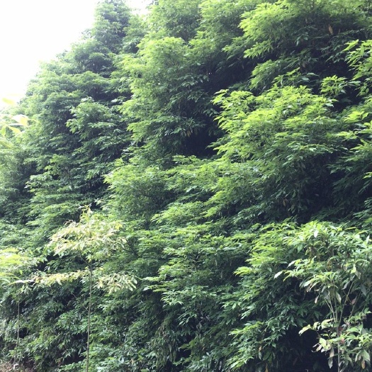 成都 小叶桢楠