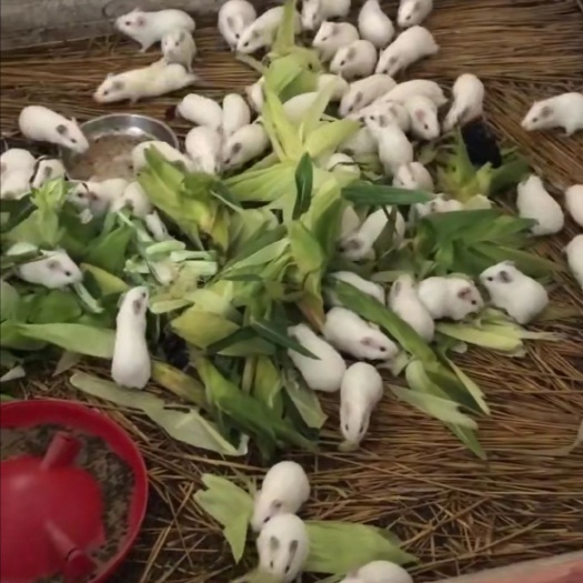 荷兰猪，荷兰鼠，中华黑豚，实验白豚种苗，宠物豚，商品豚