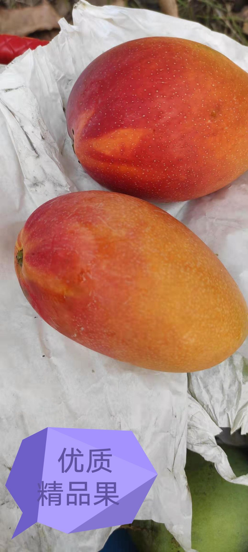 四川攀枝花芒果中熟正宗攀芒，环保套袋.绿色自然健康，不甜包退