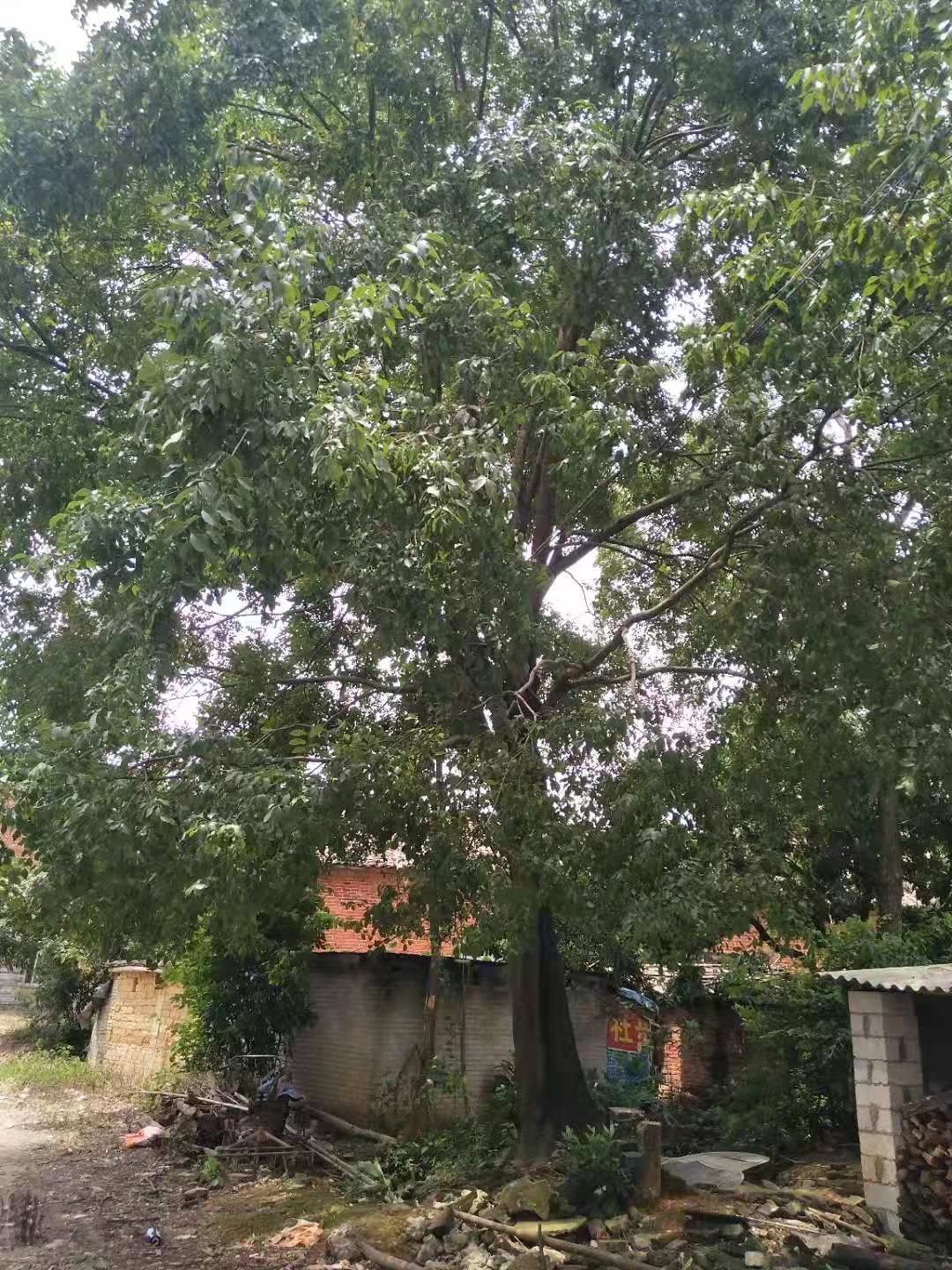  乌桕地苗有没有需要的来了，货不等人有喜欢的联系我？