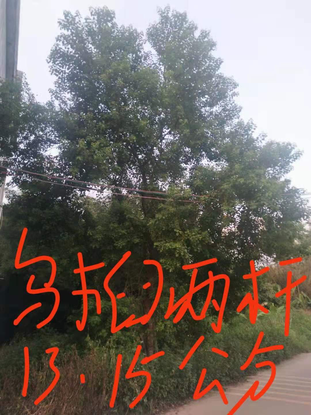  乌桕地苗有没有需要的来了，货不等人有喜欢的联系我？
