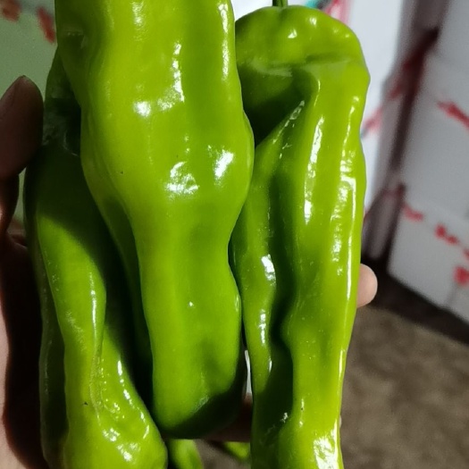 兰陵县薄皮椒  辣椒