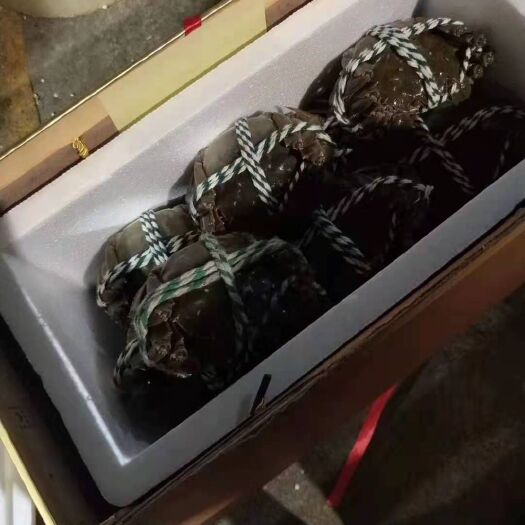 武汉大闸蟹 六月黄