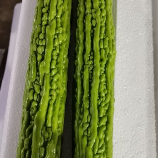 兰陵县绿苦瓜  苦瓜