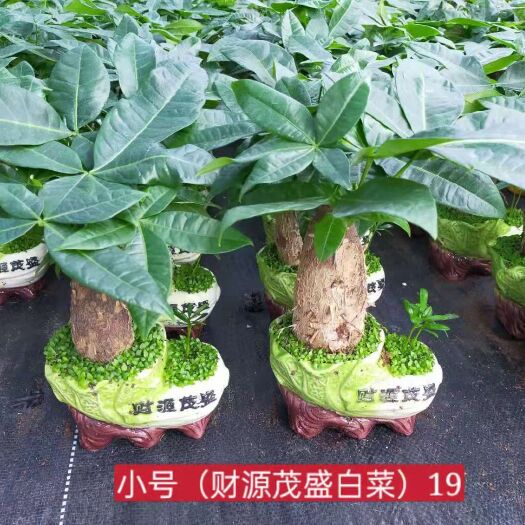 广州发财树小森林混装带盆批发
