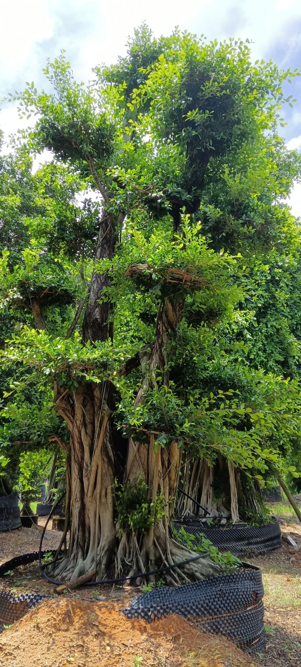 榕樹小葉榕長根鬚榕樹苗室內室外風景樹家庭城市公園路旁綠化苗木