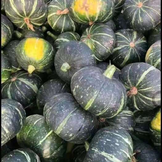 康平县 板栗南瓜开始销售