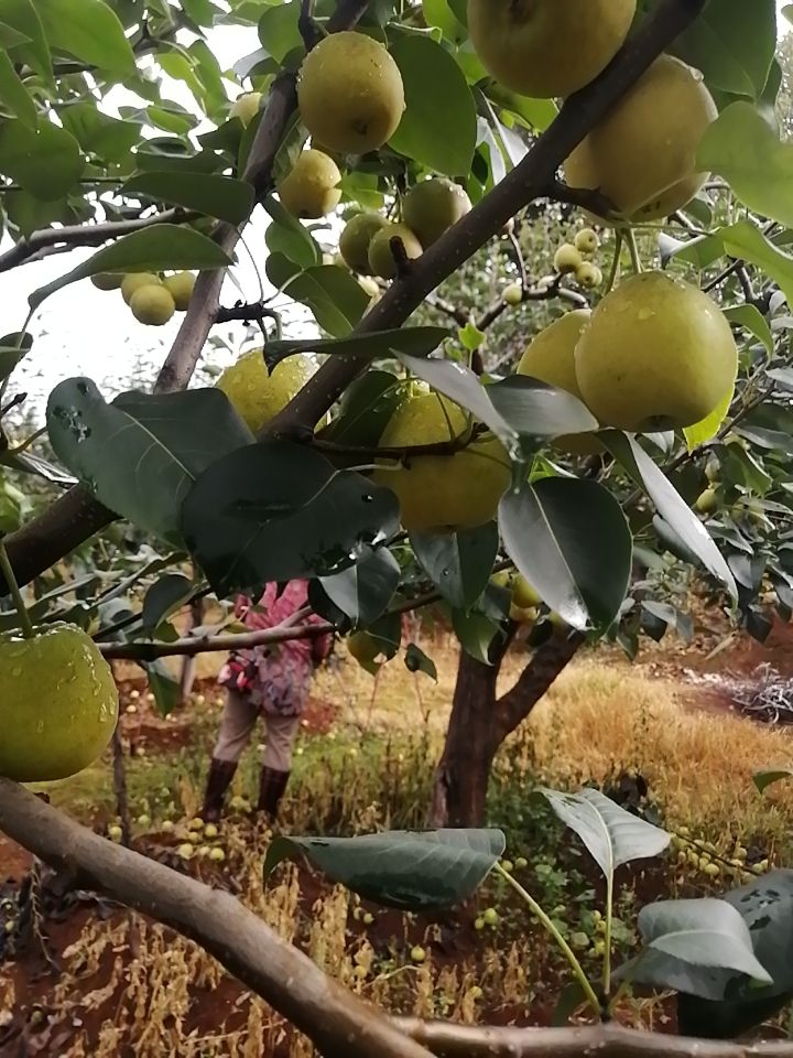 早酥紅梨 優(yōu)質(zhì)紅梨，味道不錯(cuò)，價(jià)格實(shí)惠0