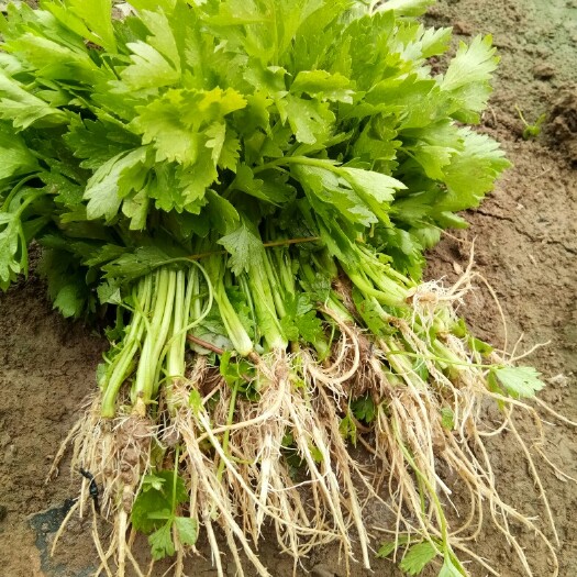 商河县芹菜苗  安泰，实心，黄嫩西芹苗