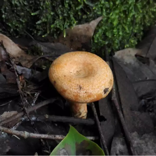 惠水县 黄菌，紫花菌