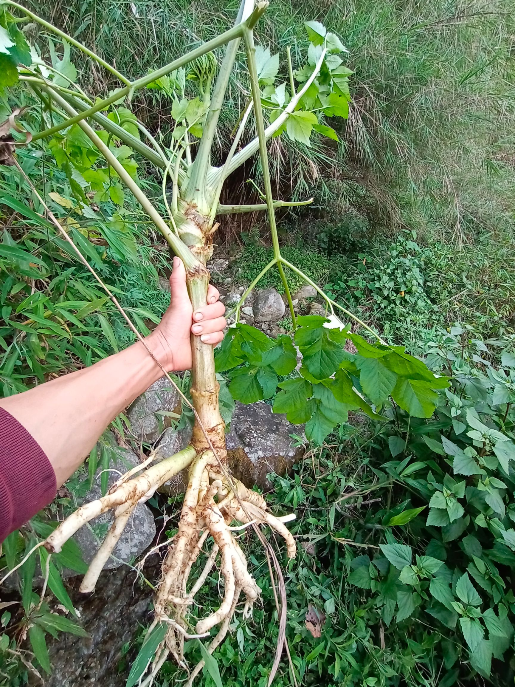 這是是雲南野當歸嗎!求騷擾