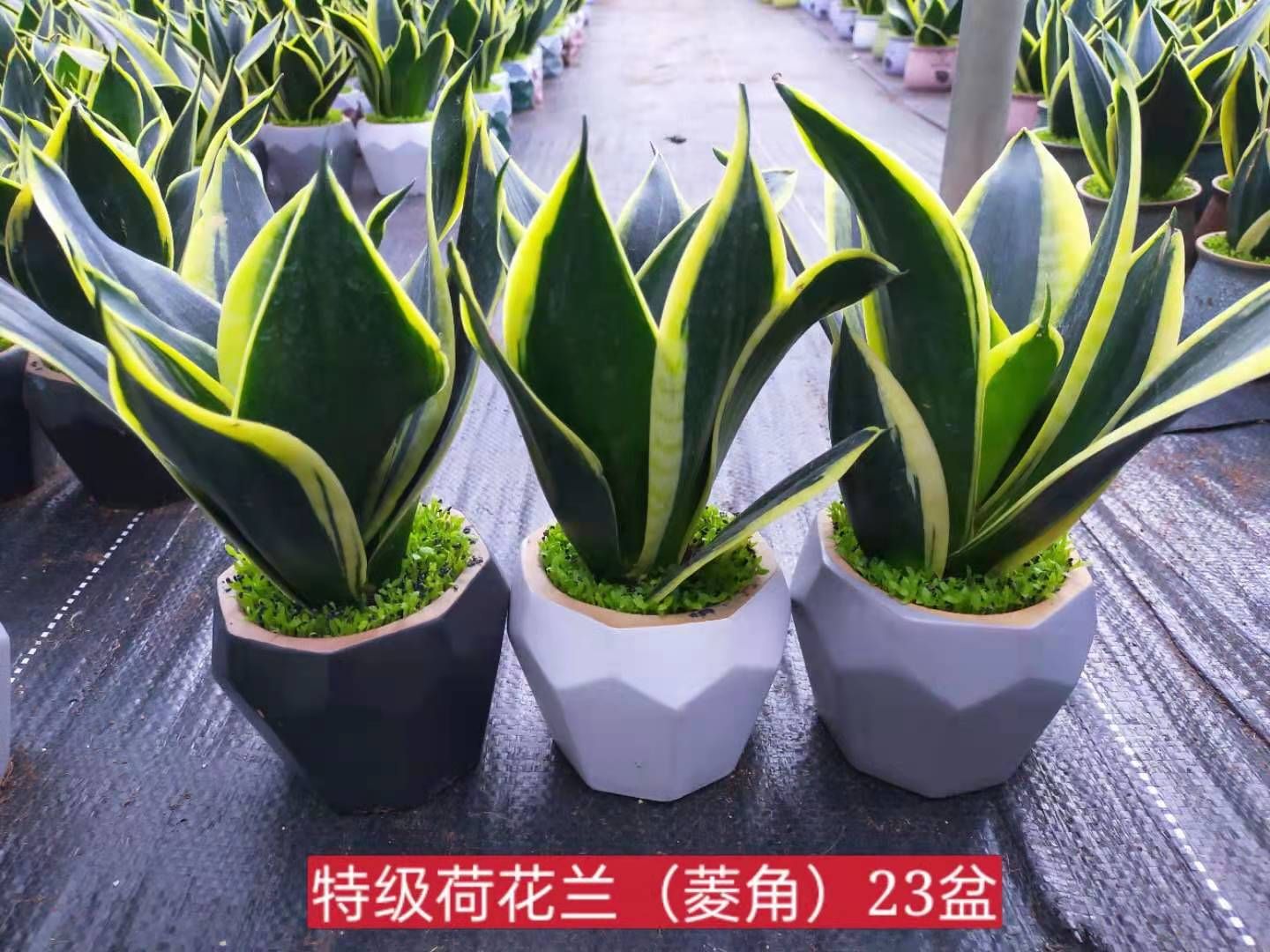 龙舌兰 荷花兰小森林混装