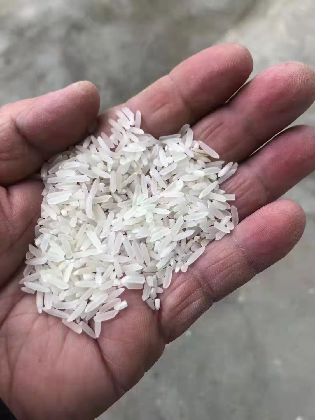 籼稻谷  24年兆优5431，米白，口感不错，重金属不超，出