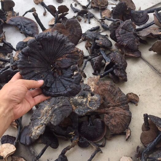 贺州广西紫灵芝整枝非赤芝红灵芝片可以帮忙打粉沫切片