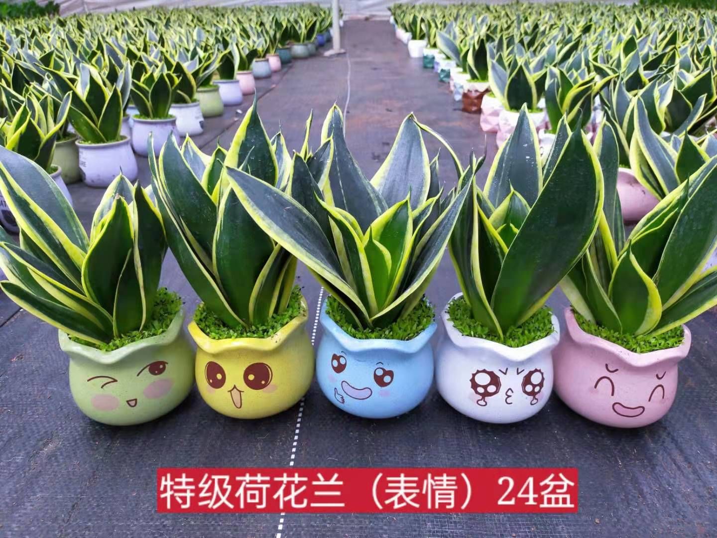 龙舌兰 荷花兰小森林混装
