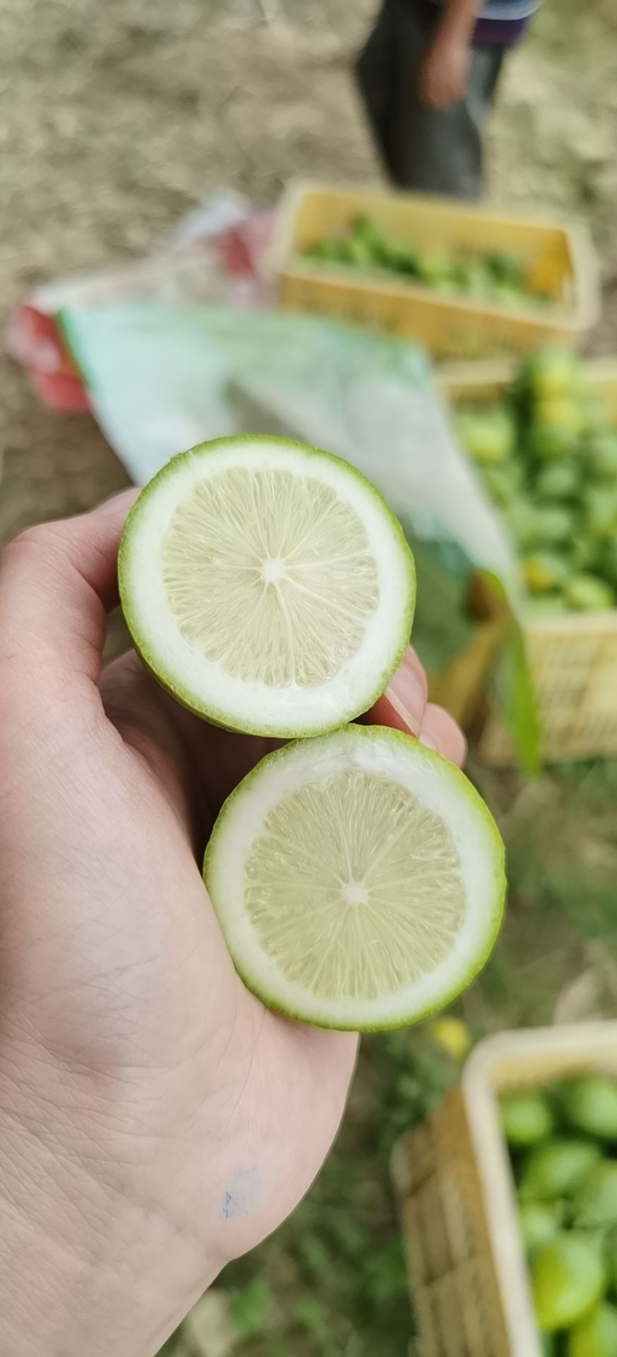 广东香水柠檬二级果花青果，花青，青黄果黄果
