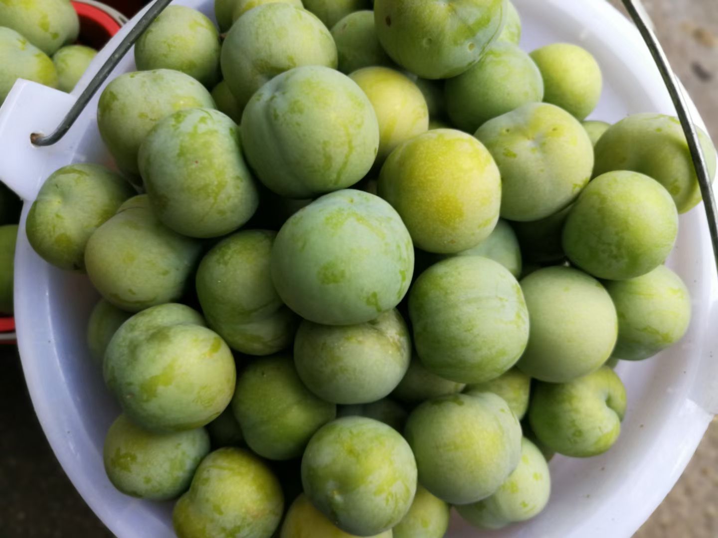 青脆李脱骨李四月李现摘现发