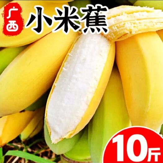 香蕉  广西小米蕉 新鲜当季水果小粉蕉现摘现发