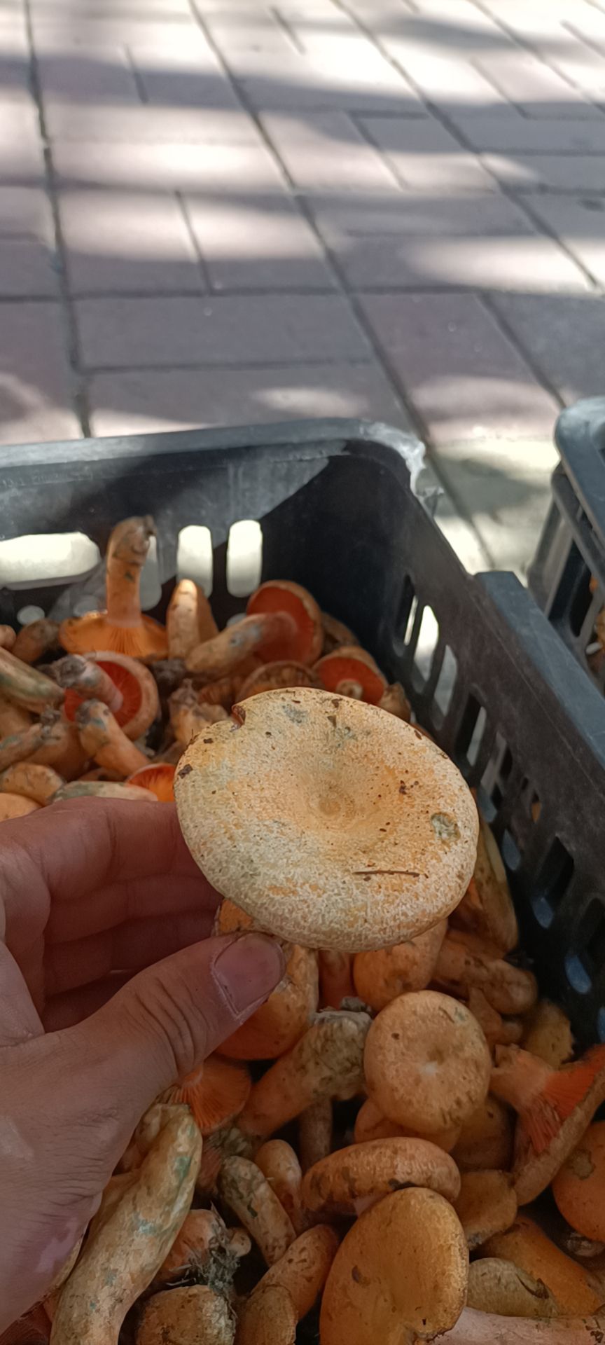  黄菌，紫花菌