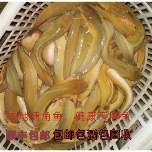 三黄塘虱鱼苗  本地塘虱鱼苗供应。