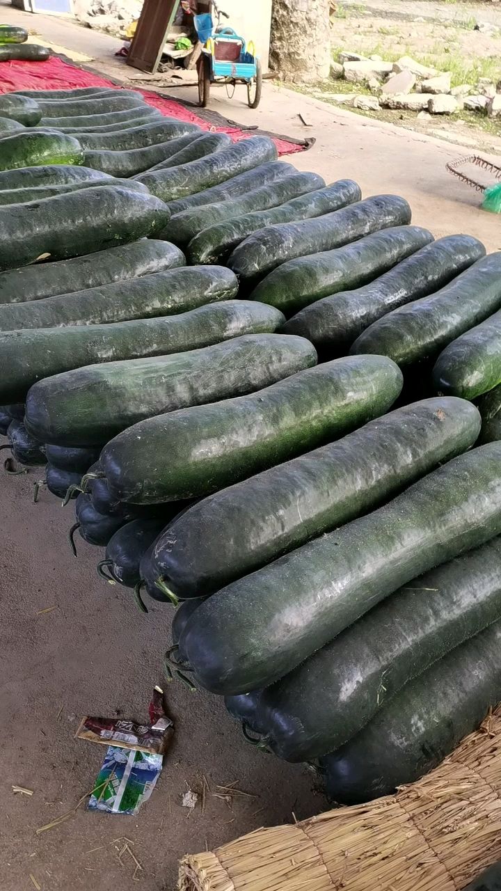黑皮冬瓜  东瓜