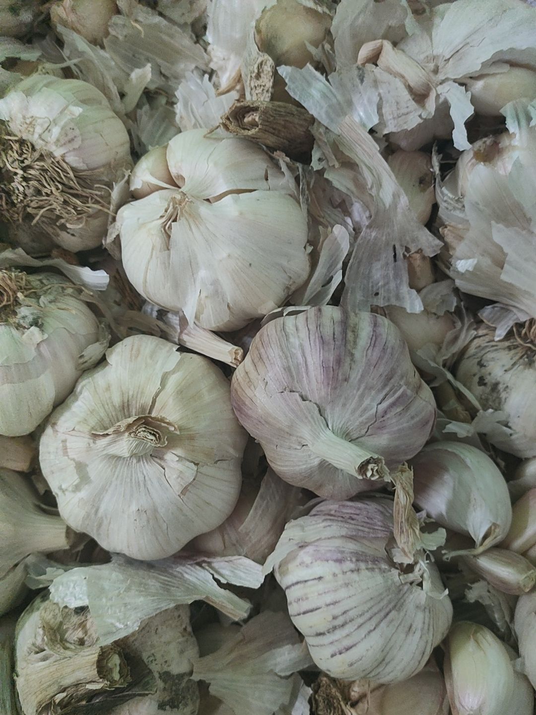 紫皮蒜  全干紫皮大蒜，5.0以上中混，大量现货；