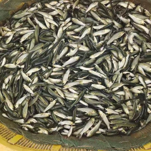 新沂市 草鱼苗