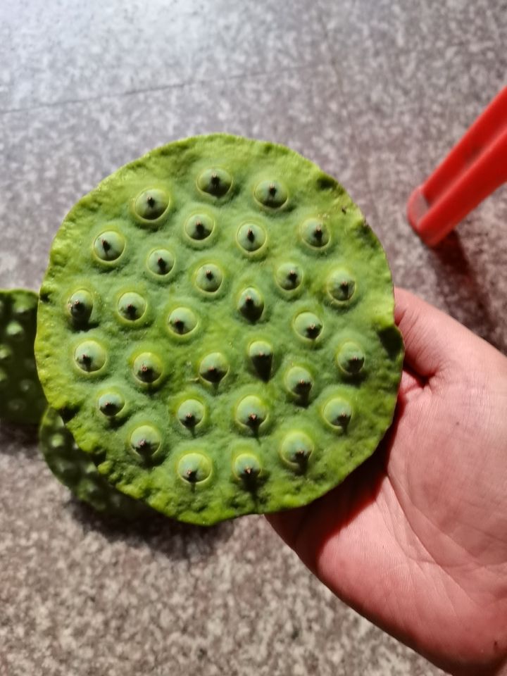 新鲜莲蓬